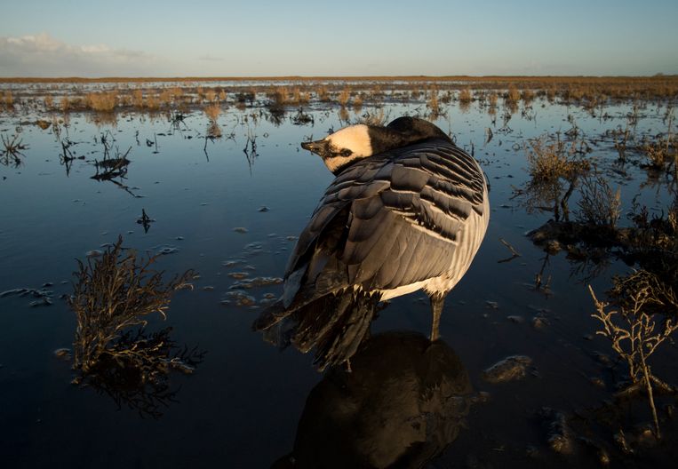 Vogelgriep in de Oostvaardersplassen: laat de slachtoffers met rust - Trouw