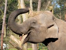 Leeft het olifantenjong in Indra’s buik nog? Een echo geeft deze week hopelijk duidelijkheid
