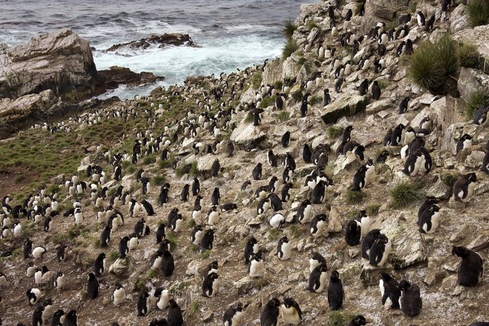 Pinguins op Pebble eiland