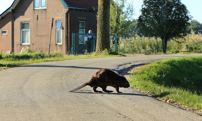 Een bever op straat.
