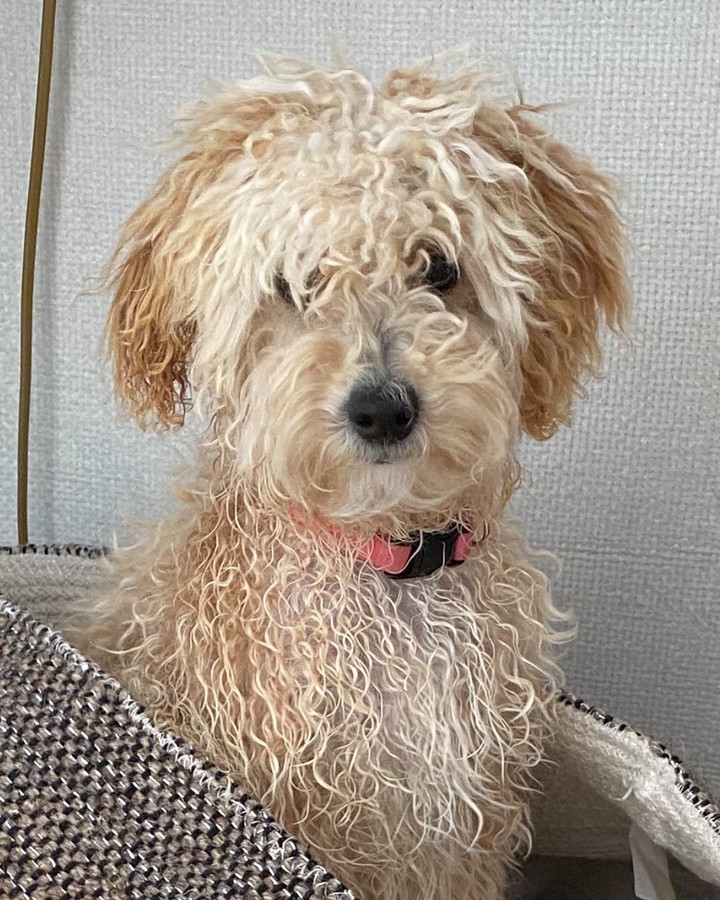 Koning WillemAlexander en gezin hebben een nieuwe hond Mambo Foto pzc.nl