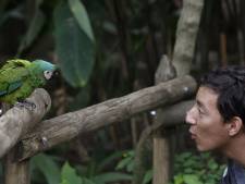 Leids onderzoek naar zingende papegaaien kan deels beginnen: oproep levert twintig geschikte dieren op