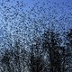 860.000 vogels geteld in spreeuwenwolken