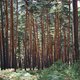 In de Kempen maakt bos plaats voor heide om waterschaarste te bestrijden
