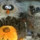 Hoe lief: baby-uiltje danst met knuffelbeest