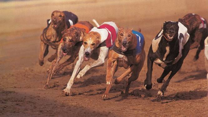 Wrede hondenraces voortaan verboden in Australische deelstaat New South Wales