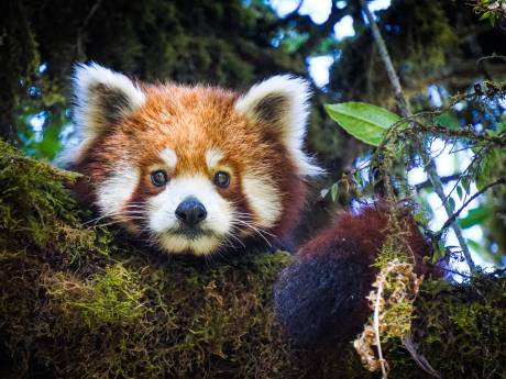 Rode panda is de beste ontsnapper van de dierentuin: ‘Hoeft maar een takje over te hellen en hij is weg’