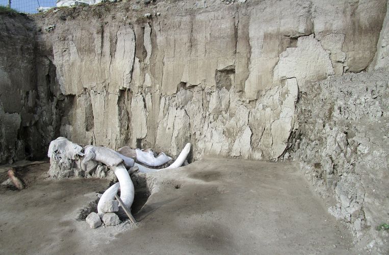 Mexicaanse antropologen stuitten op mammoetbotten in Tultepec, ten noorden van Mexico-Stad. Ze lagen in twee kuilen die 15.000 jaar geleden door mensen zijn gegraven, speciaal om de dieren te vangen.  Beeld AP
