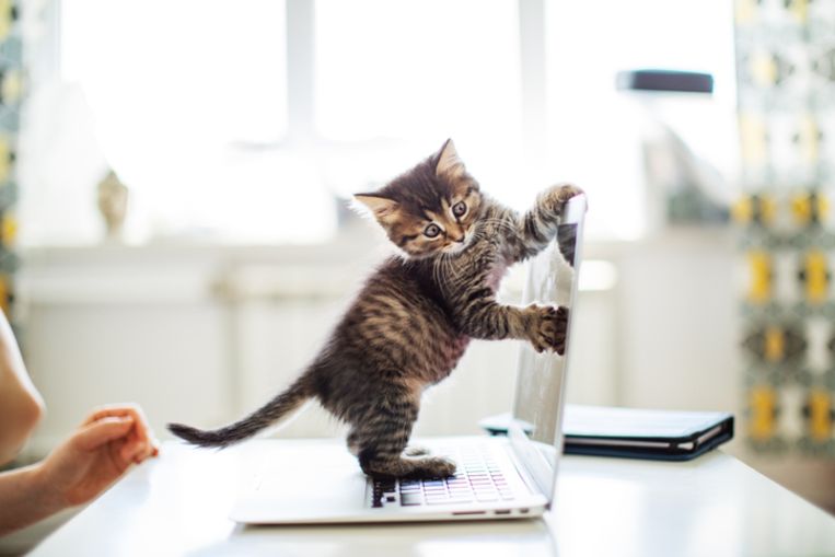 Minder stress bij je hond of kat? De oplossing: videobellen met de dierenarts Beeld Getty Images