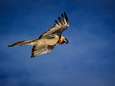 Deze grootste vogel van Europa is afgedwaald en vliegt rondjes boven de Veluwe