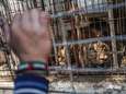 Vijf leeuwen en vele andere dieren worden gered uit verguisde zoo (die klauwen van leeuwin had verwijderd voor entertainment)