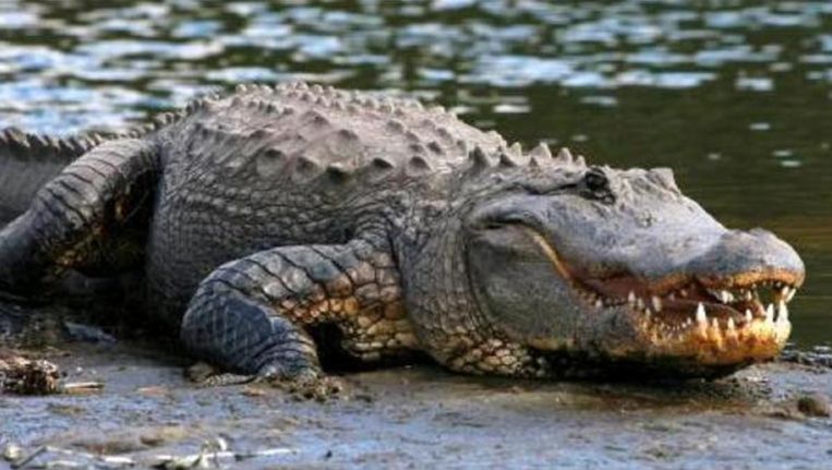 Fossiele krokodil met 'zoogdiergebit' ontdekt | De Morgen