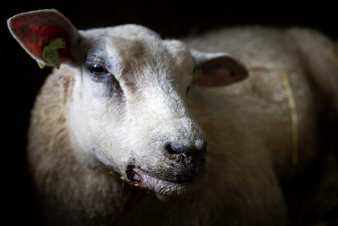 Een schaap besmet met het blauwtongvirus. De ziekte verspreidt snel door Nederland onder herkauwers zoals schapen, geiten en koeien. Ongeveer 10 procent van de besmette dieren gaat dood aan de ziekte.