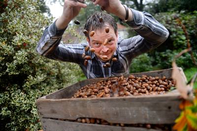 Weerseloër wil 800 kilo eikels verzamelen voor behoud van wilde zwijnen