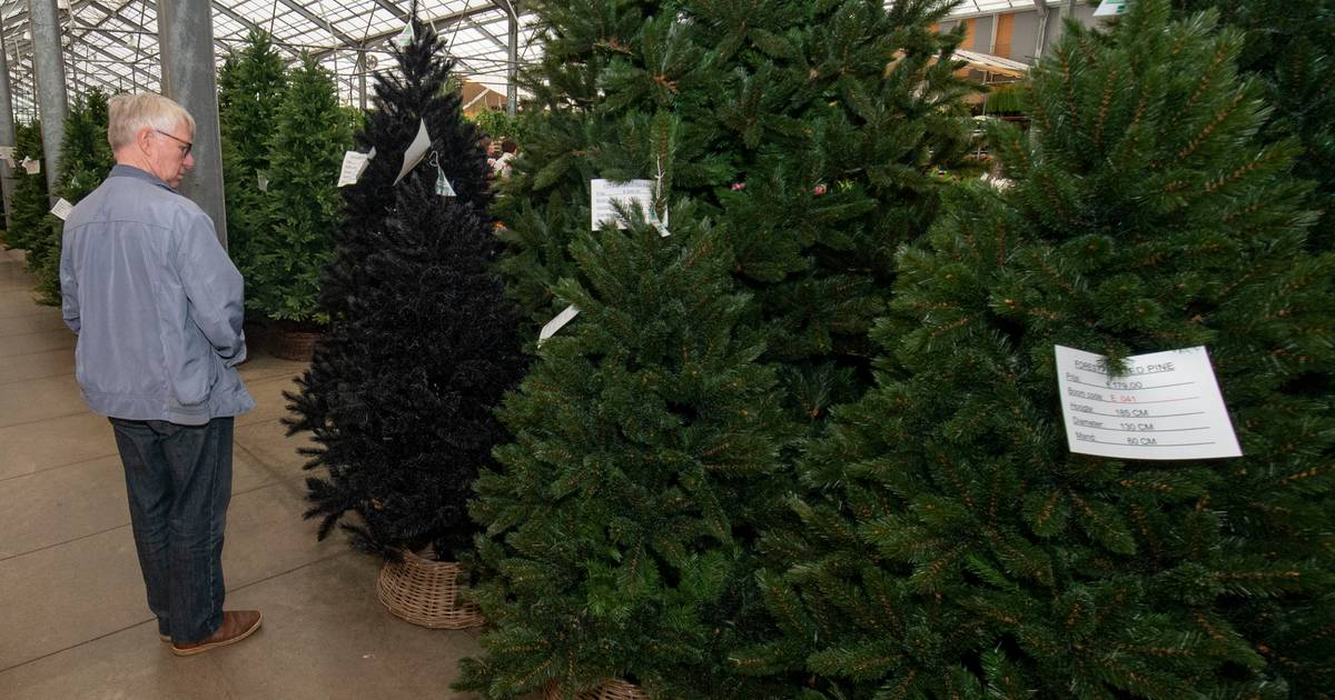Geruststellen bellen Oriëntatiepunt Tuincentrum verkoopt nu al kerstbomen | Kontich | hln.be
