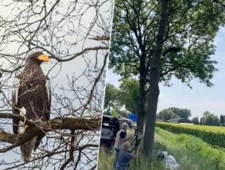 Ontsnapte zeearend na twee maanden 110 km verderop gevangen: “Wat kilo’s kwijt, maar verder stelt hij het goed”
