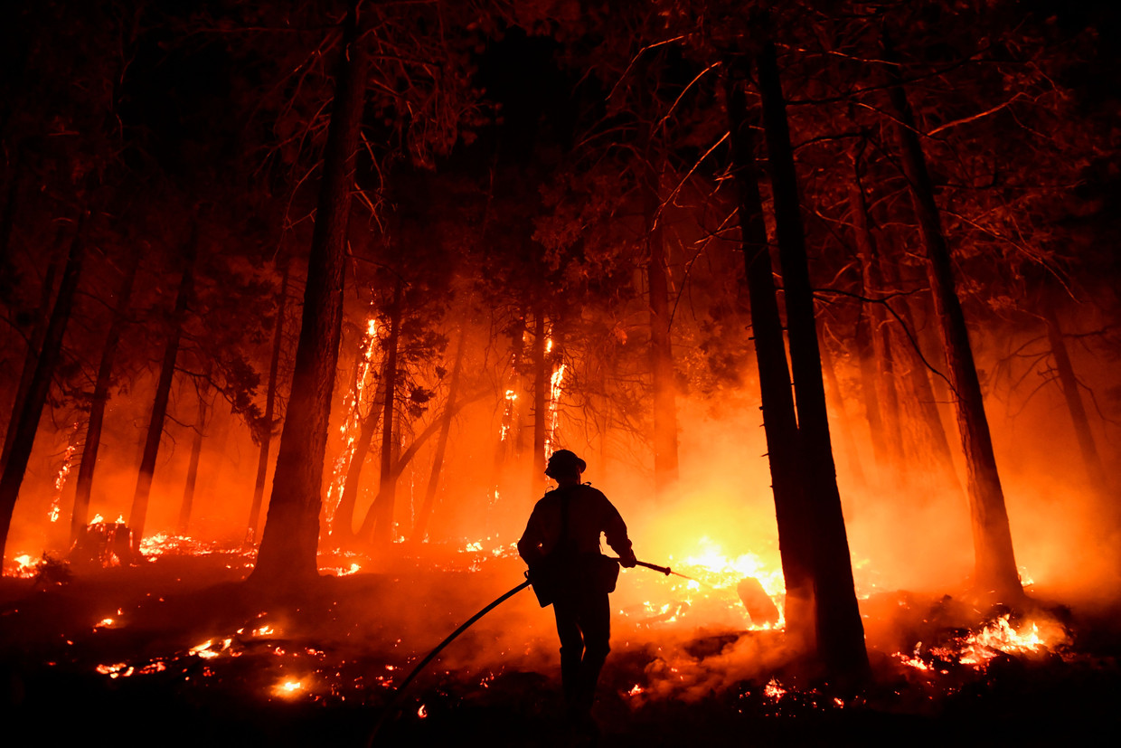Brandweerman Bruce Wells gaat het vuur te lijf dat woedt in het Sequoia National Forest in de Sierra Nevada in Californië, 25 augustus. Beeld Patrick T. Fallon / AFP