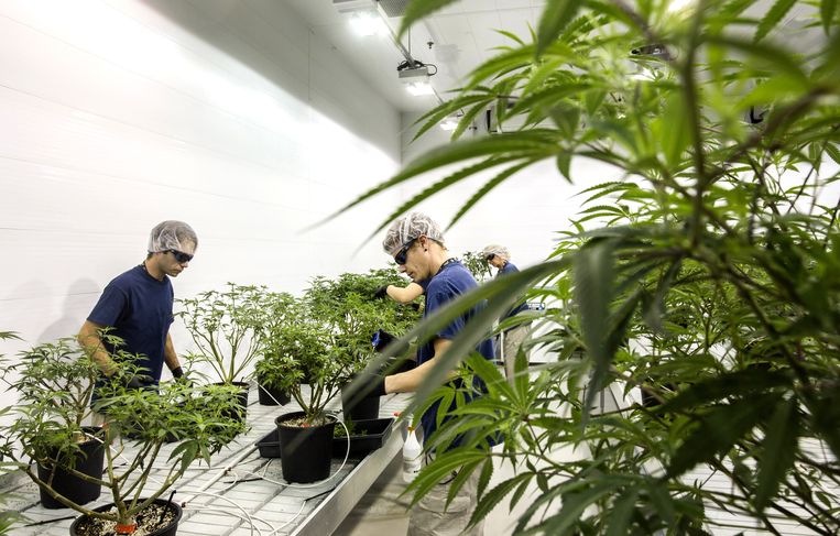 Medewerkers in een hennepkwekerij bij Canopy Growth Corp. in Ontario, Canada waar medische marihuana wordt geproduceerd. Beeld Getty Images