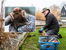 Mol-alarm! Waarom je nu al je nek breekt over de vele molshopen