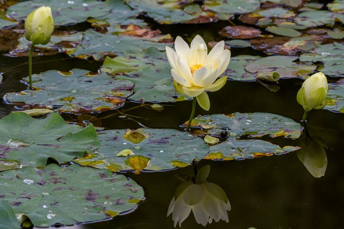 De Heilige Lotusbloem in volle bloei.