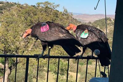 Zeker 15 zeldzame condors strijken neer op terras privéwoning in Californië en dat laat duidelijk sporen na