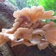 De meesten vinden paddenstoelen pas lekker als ze in plastic verpakt uit een winkel komen