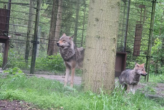 Een deel van de wolvenroedel in Dierenpark Amersfoort.