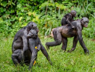 Jonge bonobo die was ontsnapt uit verblijf in Nederlandse zoo weer gevangen, dier stelt het goed 