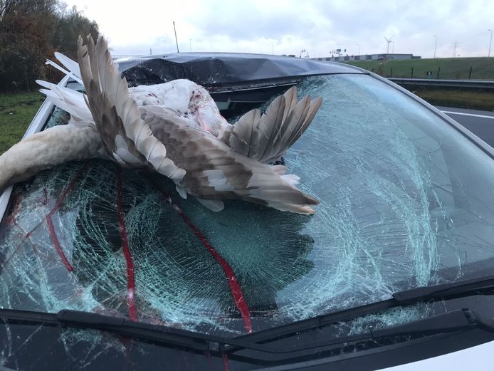 De zwaan overleefde het ongeval met de auto op de A17 niet.