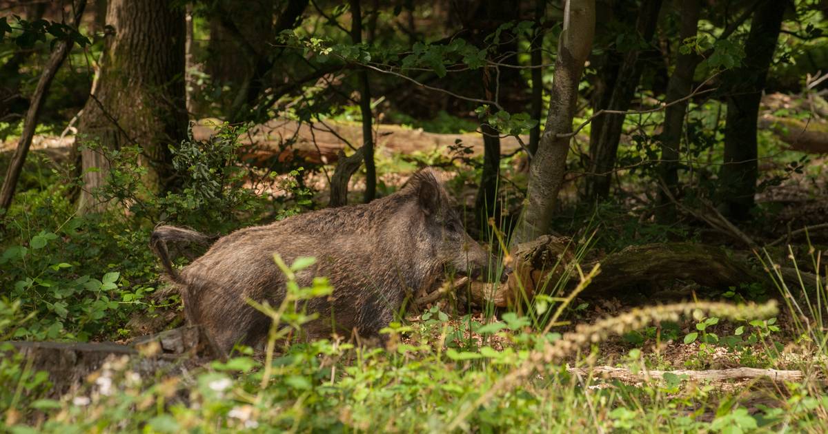 Un cinghiale attacca la famiglia Van Wyatt (40) a Hoge Felloye: ‘Corri!  Correre! ‘  |  L’interno