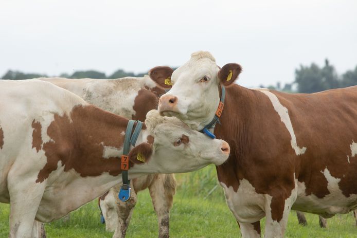 Binnen drie weken moet de minister van LNV de bedrijfsgegevens van 3500 boeren openbaar maken.