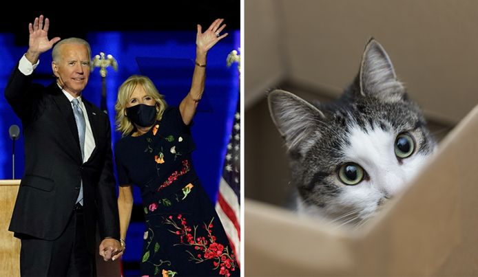 Joe en Jill Biden zullen naast hun honden Champ en Major ook een kat meenemen naar het Witte Huis.