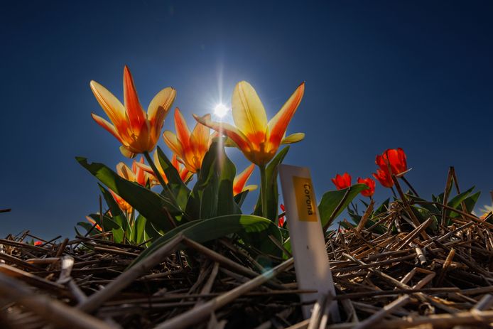 Aan het Onderduikerspad bij Espel staan al tulpen in bloei. Ook de 'Corona'.