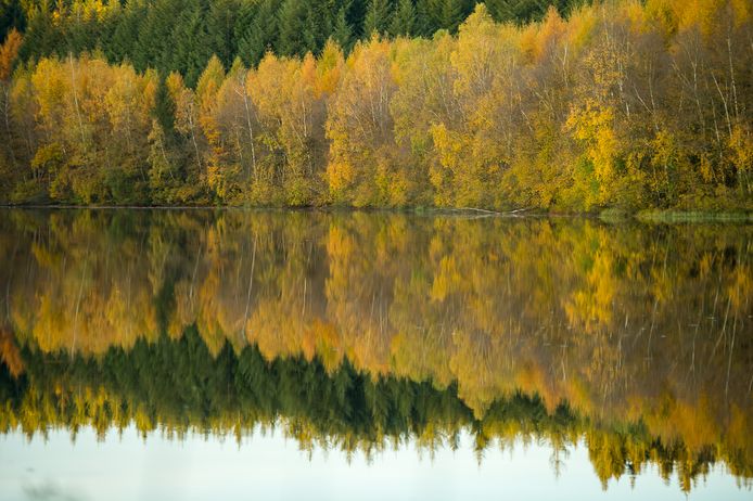 Les Epioux: een majestueus gemengd bos, met naald- en loofbomen, waar herten zich prima thuis voelen.
