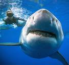 Genoom witte haaien geeft geheimen prijs: snellere wondgenezing en immuun voor kanker