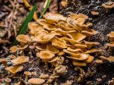 Van oesterzwammen tot porcini: drie fantastische gerechten met paddenstoelen, perfect voor de herfst