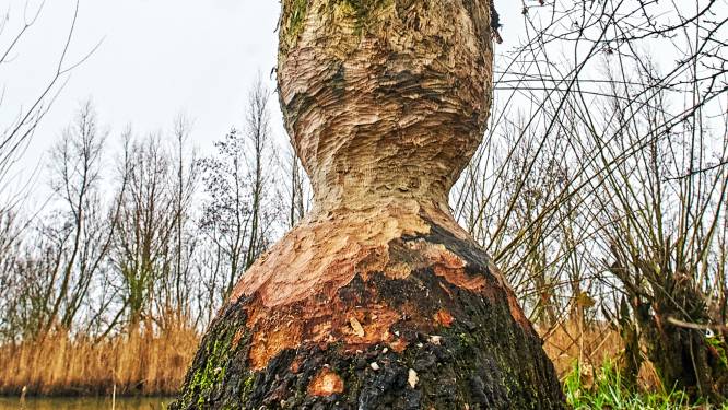 Gemeente maakt klusje van bevers af: gesloopte boom Ossermeer gaat om