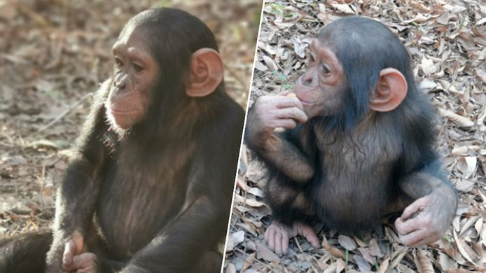 Twee van de drie ontvoerde babychimpansees. Hussein (l) en César (r).