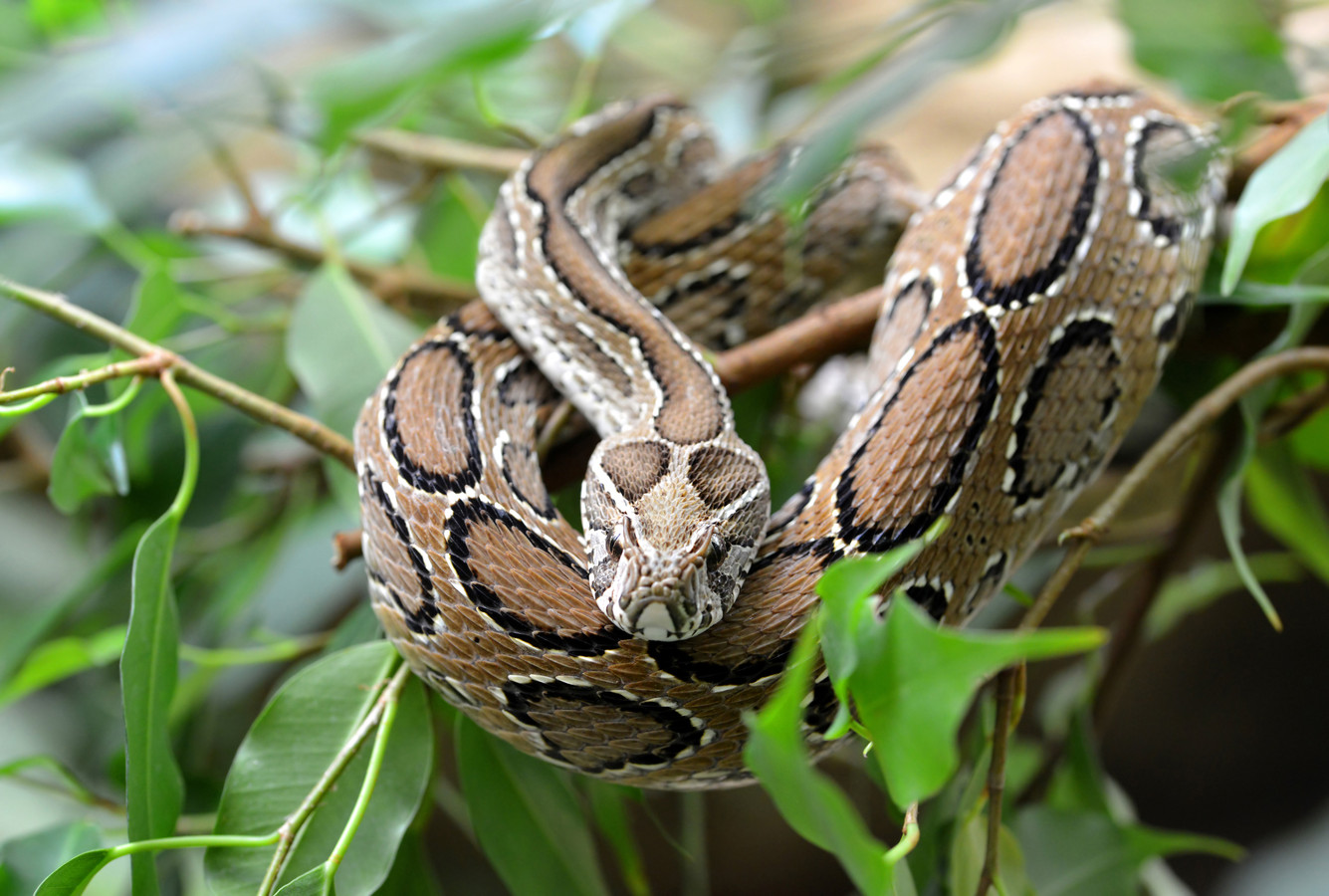 Uiterst giftige groene mamba op dool in Nederland: Hoe gevaarlijk is ...