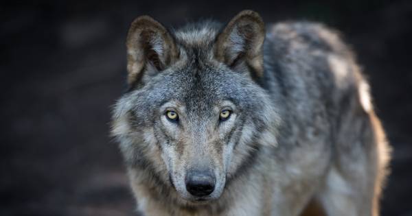 Wolvin laat aangevreten hert liggen, 'uniek' volgens ecoloog - AD.nl