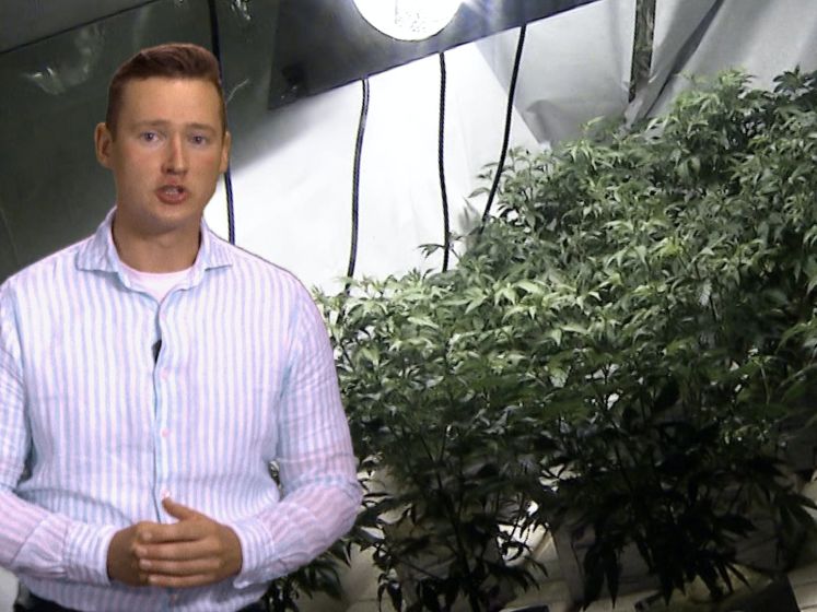 Steeds minder wietplantages ontdekt: zo komt het