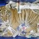 Bizar: tijgerwelpje verstuurd via de post