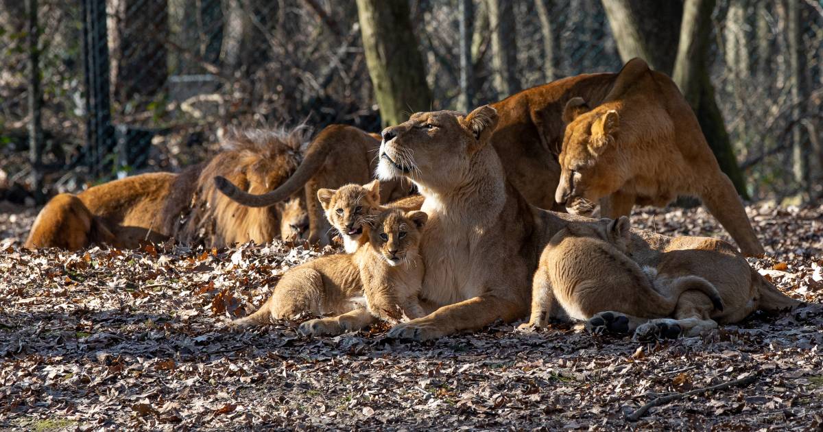 Paasbrunch met zwaneneieren voor de leeuwen van Burgers’ Zoo in Arnhem ...