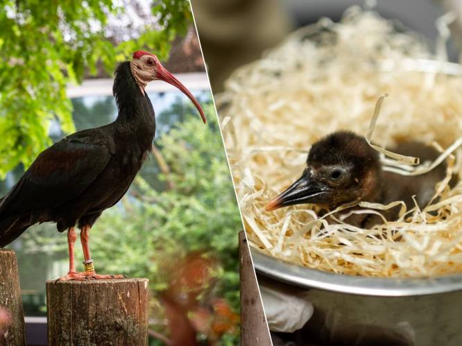 Bedreigde kaalkopibis geboren in Antwerpse Zoo: “We gaan het kuiken zelf verzorgen, daar zijn de ouders te onhandig voor" 