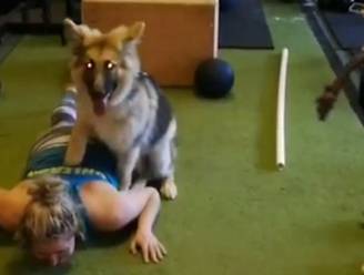 "Genoeg getraind", denkt deze puppy...en dus gaat hij op zijn baasje zitten tijdens haar push ups
