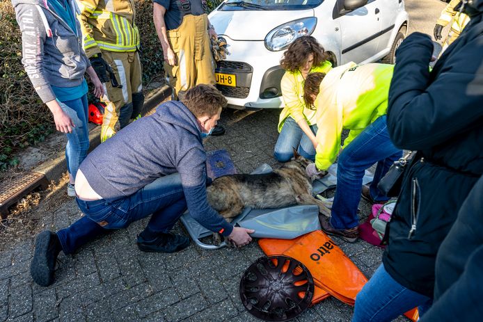 De brandweer bevrijdde een hond die onder een auto kwam na een aanrijding.