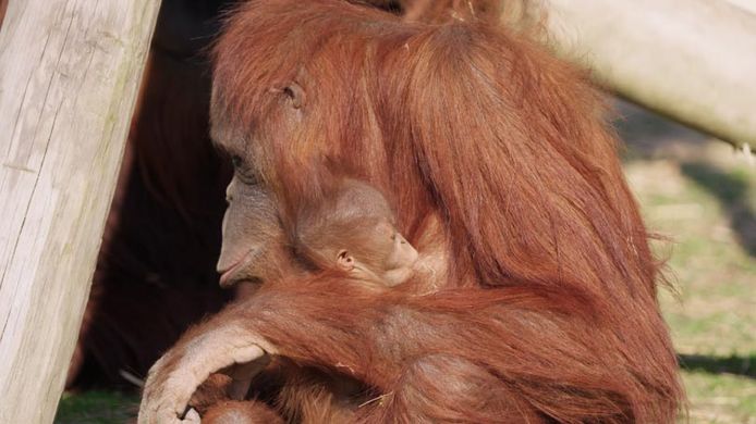 Orang-oetan Zoe met haar kleintje. Alles gaat intussen heel goed met de twee.