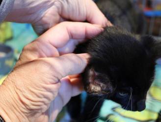 Dierenbeul takelt kat toe met mes in Gent: staart en oortje afgesneden