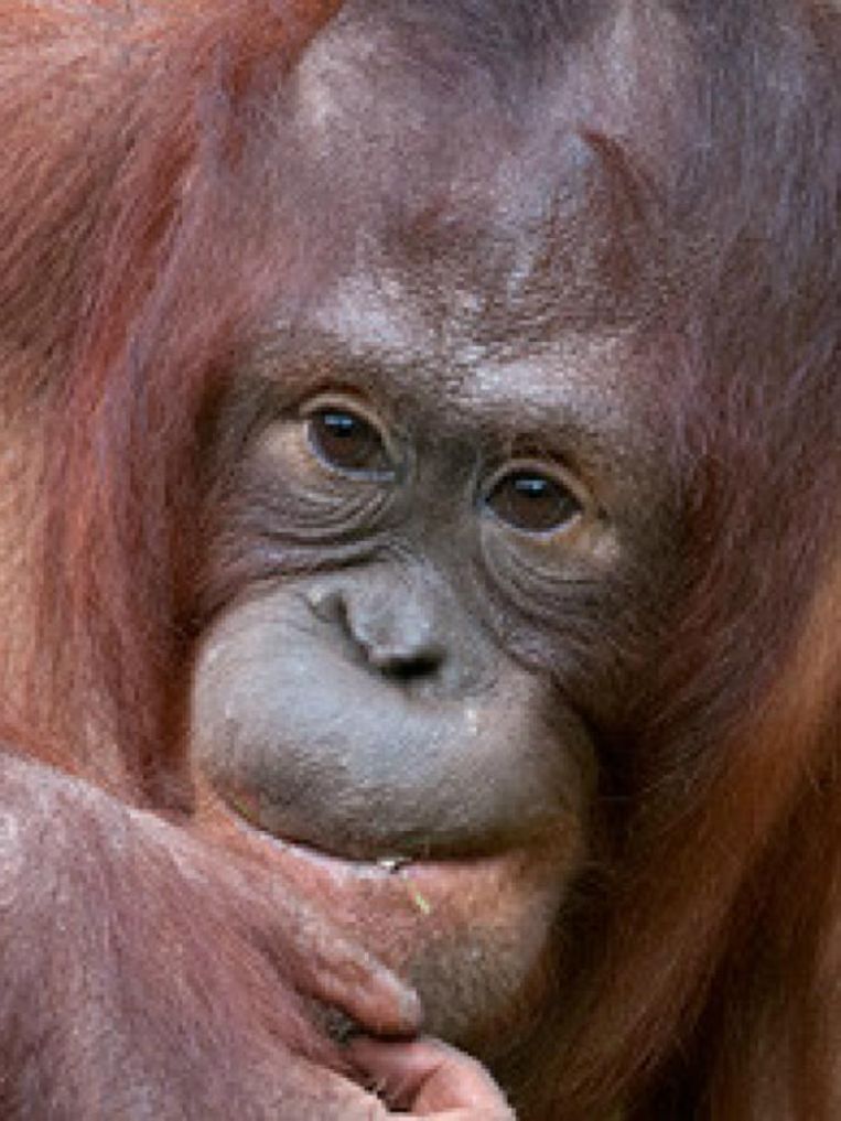 De 11-jarige orang-oetan Samboja krijgt tijdelijk een anticonceptie pil. Beeld Apenheul