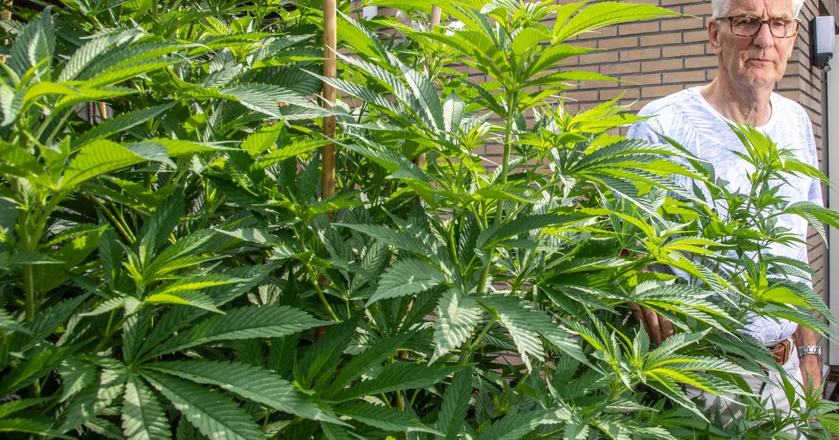 De twee wietplanten van Jan (73) moeten weg ‘Een ramp voor mijn zieke